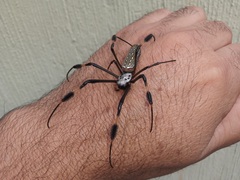 Trichonephila clavipes