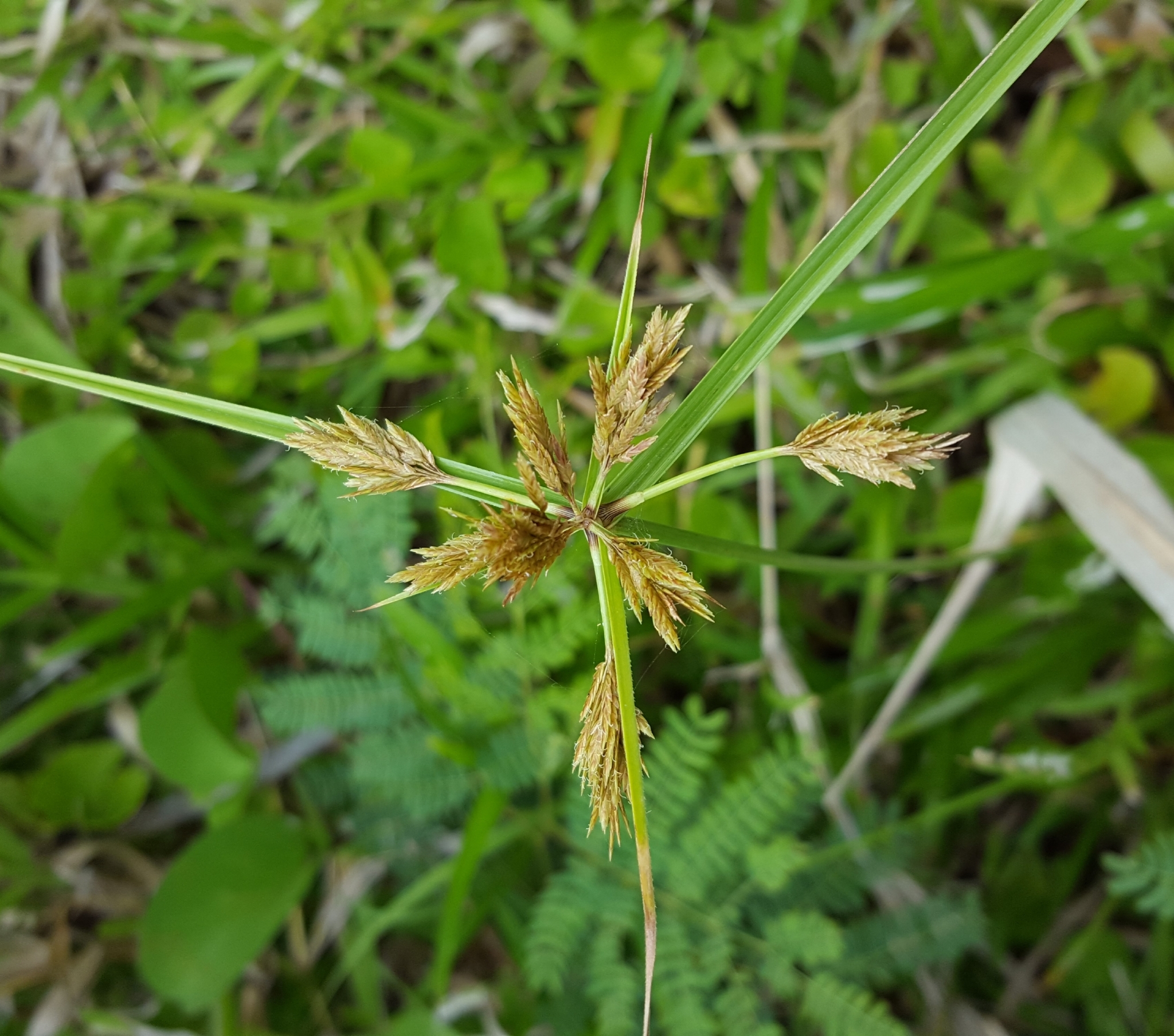 (c) François Rousseu, certains droits réservés (CC BY-NC) https://www.inaturalist.org/observations/100251161