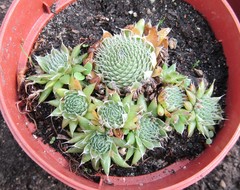 Orostachys