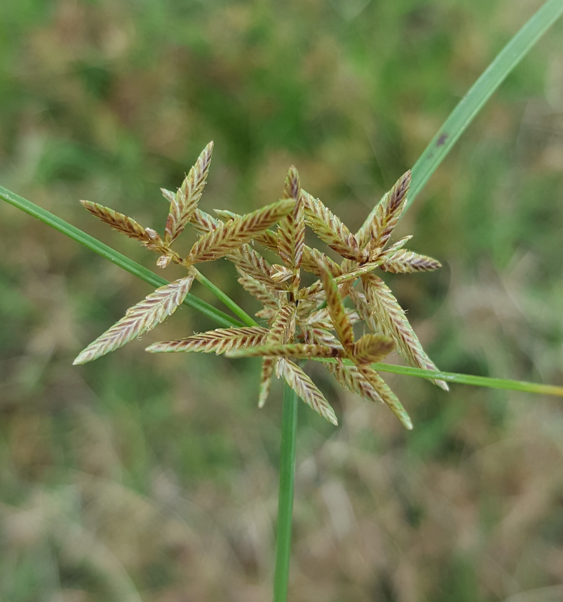 (c) François Rousseu, certains droits réservés (CC BY-NC) https://www.inaturalist.org/observations/100251187