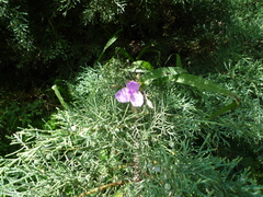 Tradescantia × andersoniana