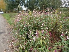 Impatiens glandulifera