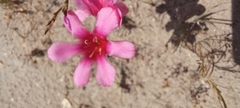 Tritonia squalida