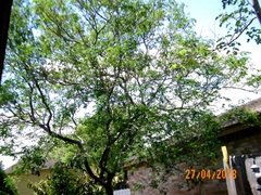 Erythrostemon mexicanus