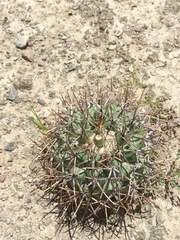 Coryphantha poselgeriana
