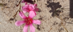 Tritonia squalida