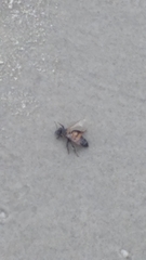 Apis mellifera