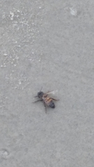 Apis mellifera