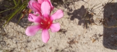 Tritonia squalida
