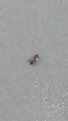 Apis mellifera