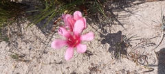 Tritonia squalida