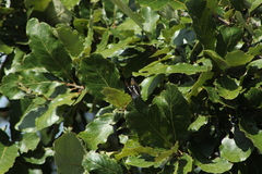 Limenitidini