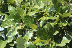 Limenitidini