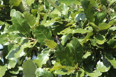 Limenitidini