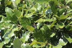Limenitidini