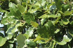 Limenitidini