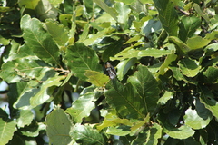 Limenitidini