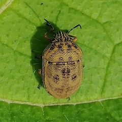 Orsilochides leucoptera