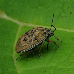 Orsilochides leucoptera