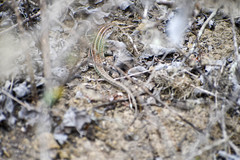 Medopheos edracanthus