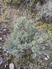 Parthenium argentatum