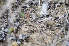 Medopheos edracanthus