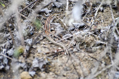 Medopheos edracanthus