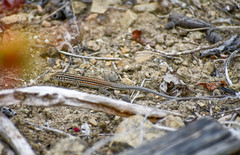 Medopheos edracanthus