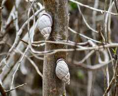 Porphyrobaphe iostoma