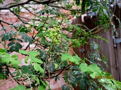 Erythrostemon mexicanus