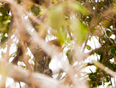 Cantorchilus superciliaris