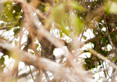 Cantorchilus superciliaris