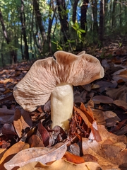 Entoloma subsaundersii