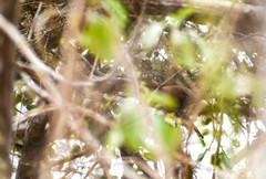 Cantorchilus superciliaris