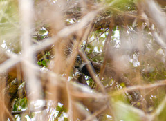 Thamnophilus bernardi