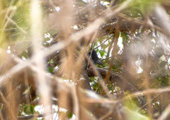 Thamnophilus bernardi