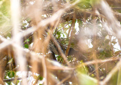 Thamnophilus bernardi