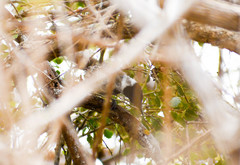 Thamnophilus bernardi