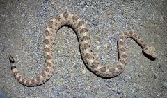 Crotalus cerastes cerastes