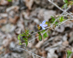 Tetramerium wasshausenii
