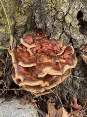 Ganoderma sessile