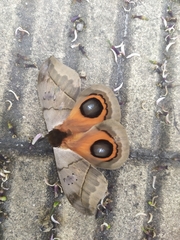 Automeris coresus