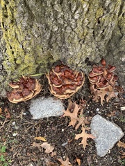 Ganoderma sessile