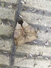 Automeris coresus