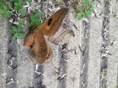 Automeris coresus