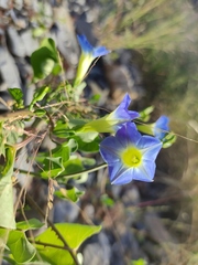 Ipomoea cardiophylla