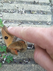 Automeris coresus