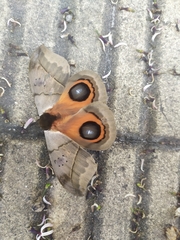 Automeris coresus