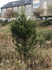 Cupressus × leylandii