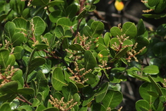 Rhus virens